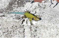 Sceloporus taeniocnemis