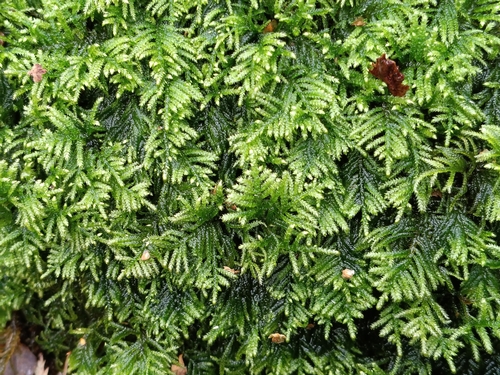 Hyocomium armoricum, 2026-10-15