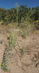 Hymenopappus filifolius lugens