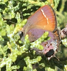 Callophrys muiri