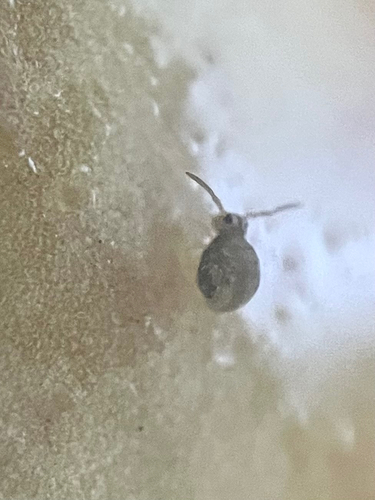 Sminthurinus reticulatus