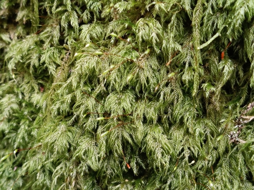 Pseudisothecium myosuroides observed 2026-10-15