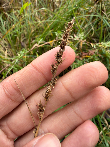 Carex vulpinoidea observed 2026-10-15
