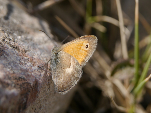 Small Heath
