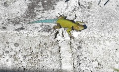 Sceloporus taeniocnemis