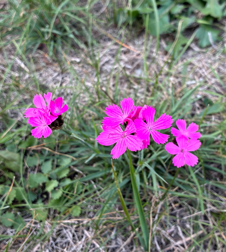 Carthusian Pink