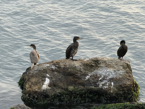 Great Cormorant