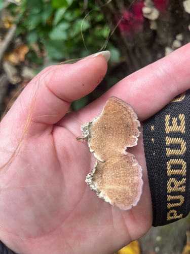 violet-toothed polypore