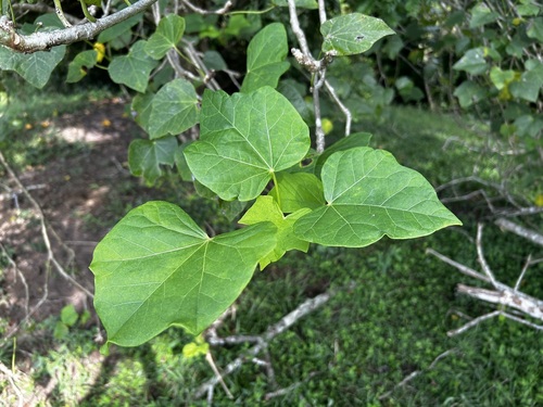 Jatropha curcas observed 2026-10-07