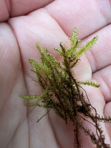 Calliergonella lindbergii observed 2026-10-14