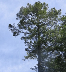 Pinus attenuata
