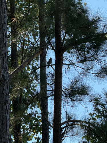 Blue Jay