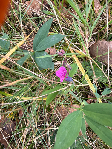 Lathyrus linifolius observed 2026-10-15