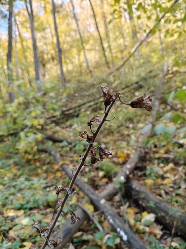 Aconitum lycoctonum, 2026-10-13