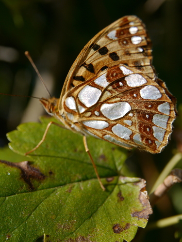 Queen of Spain Fritillary