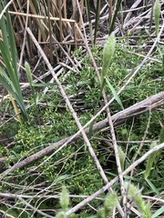 Ranunculus sceleratus sceleratus