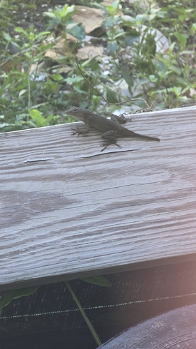 Brown Anole