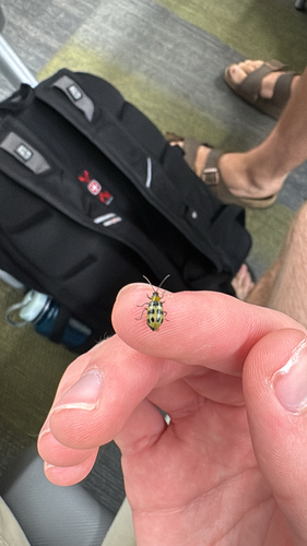 Spotted Cucumber Beetle
