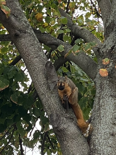Eastern Fox Squirrel