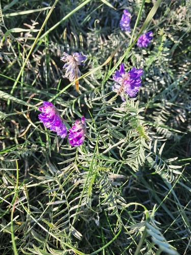 tufted vetch