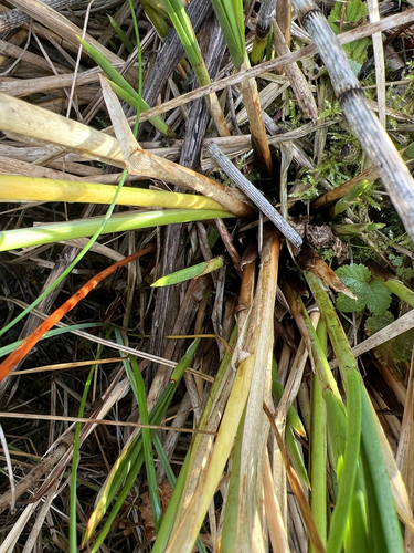 Carex paniculata observed 2026-10-15