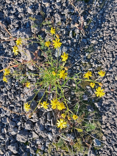 Narrow-leaved Ragwort