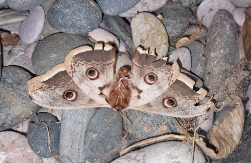 Giant Peacock Moth