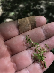 Callitriche terrestris