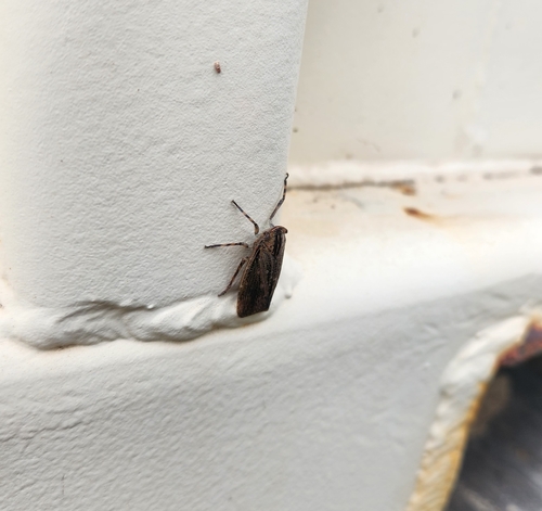 Striated Lanternfly