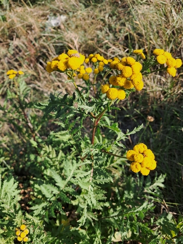 Common Tansy