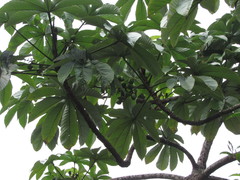 Pourouma cecropiifolia