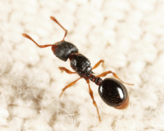 Myrmecina americana