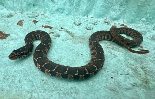 Plain-bellied Watersnake
