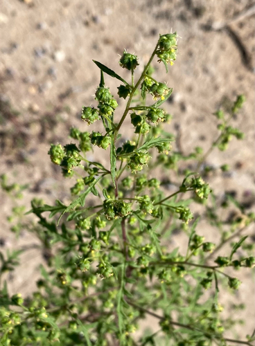Ragged Marsh-elder
