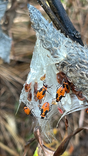 Large Milkweed Bug