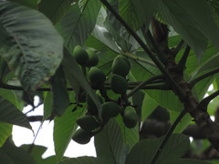 Pourouma cecropiifolia