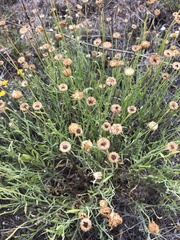 Aphanostephus riddellii