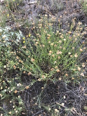 Aphanostephus riddellii