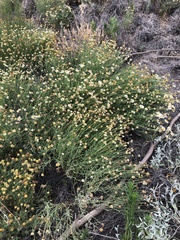 Aphanostephus riddellii