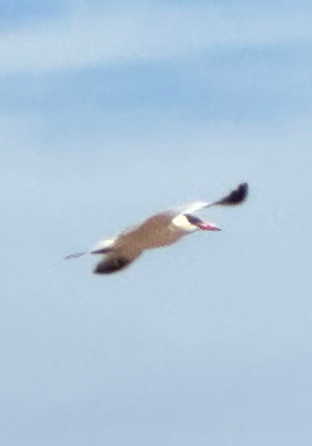 Caspian Tern