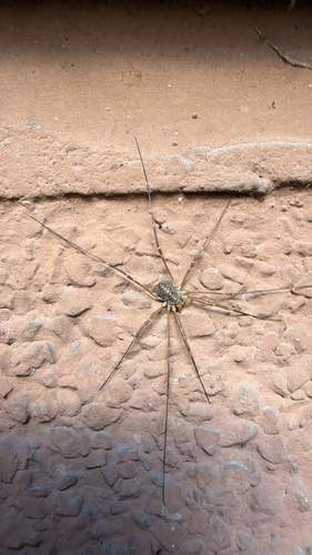 Opilio saxatilis