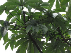 Pourouma cecropiifolia