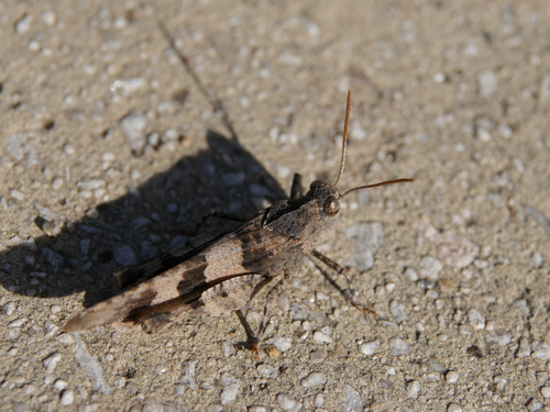 Blue-winged Grasshopper