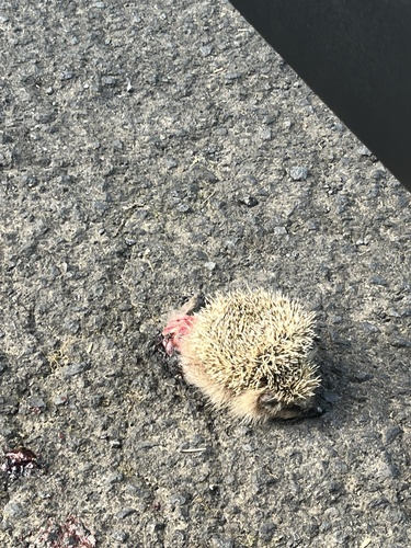 Common Hedgehog
