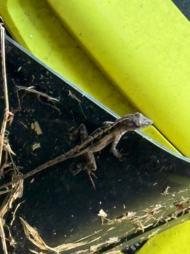 Anolis sagrei observed 2026-10-15