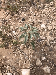 Croton pottsii