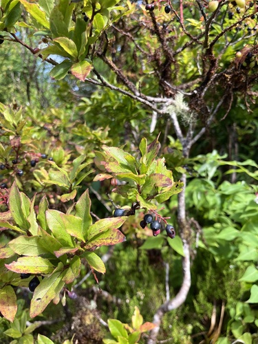 Vaccinium cylindraceum observed 2026-10-15