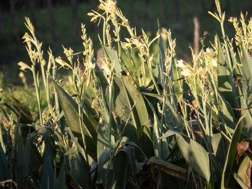Canna glauca observed 2026-10-14