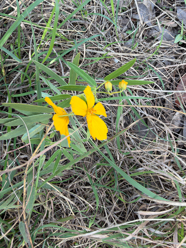 Two-leaved Senna