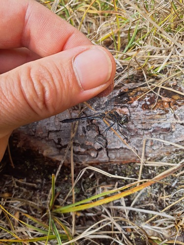 Black Meadowhawk